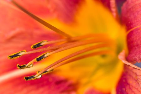 flowers on colorfull background - macro photoの写真素材