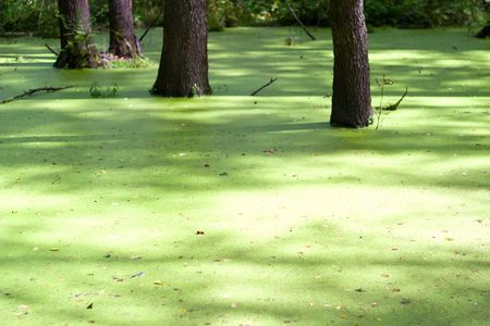 plants for natural background,
fluffy wild plant grouped in sunny day 
の写真素材