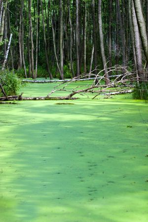 plants for natural background,
fluffy wild plant grouped in sunny day 
の写真素材