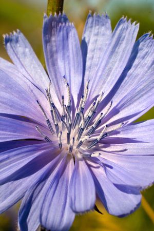 flowers on colorfull background - macro photoの写真素材