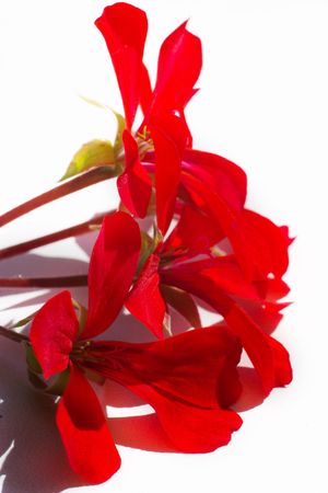 flowers on colorfull background - macro photoの写真素材