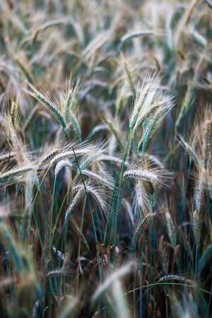 green spring grains, close up of yellow wheat ears on the field の写真素材