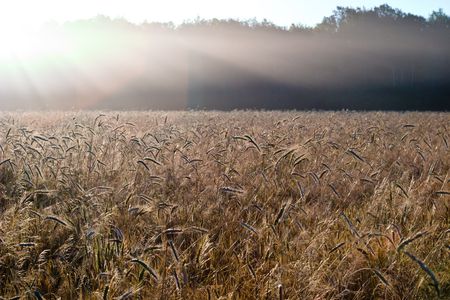 green spring grains, close up of yellow wheat ears on the field の写真素材