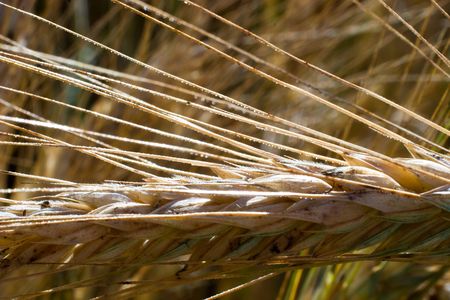green spring grains, close up of yellow wheat ears on the field の写真素材