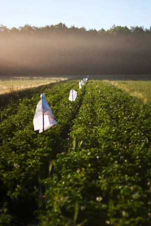 plants for natural background,
fluffy wild plant grouped in sunny day 
の写真素材