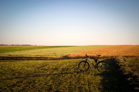 plants for natural background,
fluffy wild plant grouped in sunny day 
の写真素材