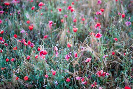 flowers on colorfull background - macro photoの写真素材
