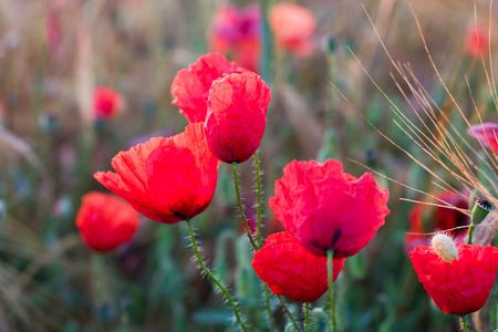 flowers on colorfull background - macro photoの写真素材