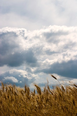 green spring grains, close up of yellow wheat ears on the field の写真素材
