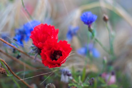 flowers on colorfull background - macro photoの写真素材