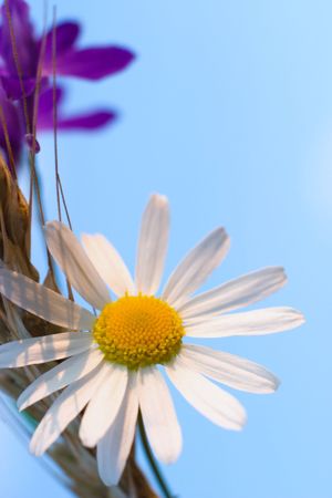 flowers on colorfull background - macro photoの写真素材