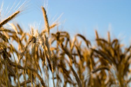 green spring grains, close up of yellow wheat ears on the field の写真素材