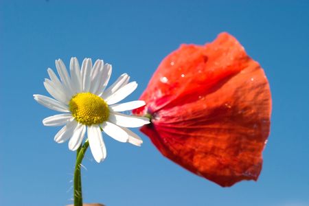 flowers on colorfull background - macro photoの写真素材