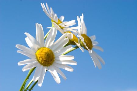 flowers on colorfull background - macro photoの写真素材