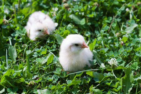 Image shows chicken searching for food, chicken series
