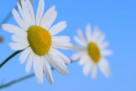 flowers on colorfull background - macro photoの写真素材