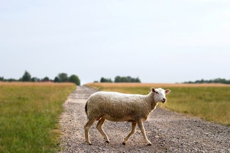 sheep on grass with blue sky, some looking at the camera
の写真素材