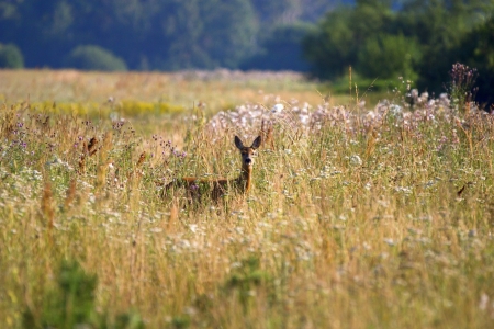 Roe deer over the forest background in sunny dayの写真素材