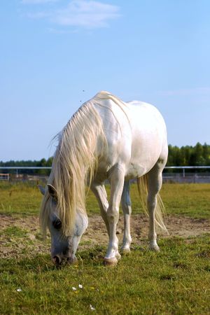 Beautiful Horse in a Green Meadow in sunny dayの写真素材