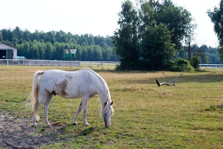 Beautiful Horse in a Green Meadow in sunny dayの写真素材