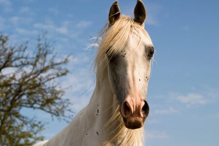 Beautiful Horse in a Green Meadow in sunny dayの写真素材