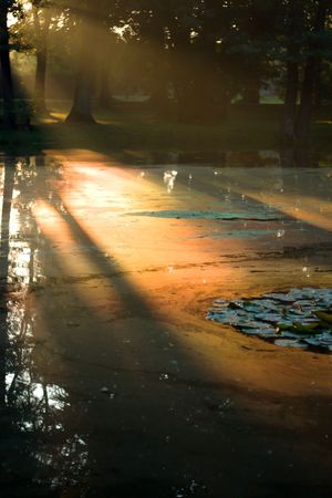 A rural small lake and a green forest の写真素材