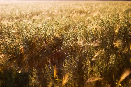 green spring grains, close up of yellow wheat ears on the field の写真素材