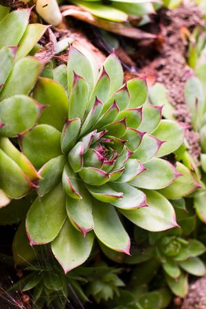 plants for natural background,
fluffy wild plant grouped in sunny day 
の写真素材