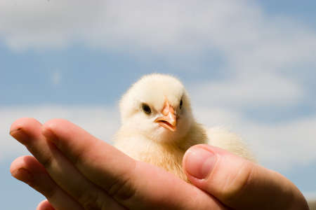 Image shows chicken searching for food, chicken seriesの写真素材