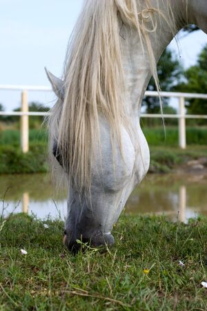 Beautiful Horse in a Green Meadow in sunny dayの写真素材