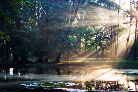 A rural small lake and a green forest の写真素材