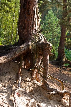 spring landscape of young grey forest with bright blue sky
の写真素材