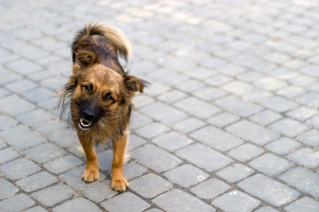 funny dog without name in sunny dayの写真素材
