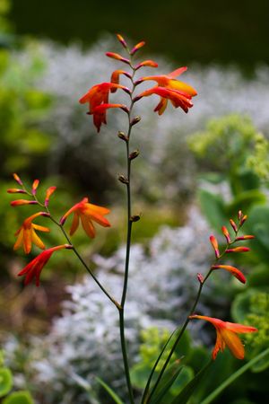 flowers on colorful background  の写真素材