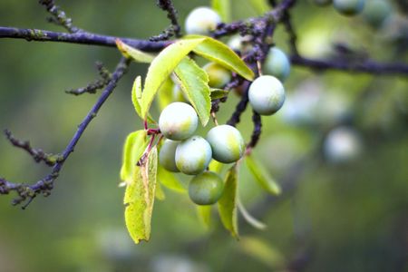 plants for natural background,
fluffy wild plant grouped in sunny day 
の写真素材