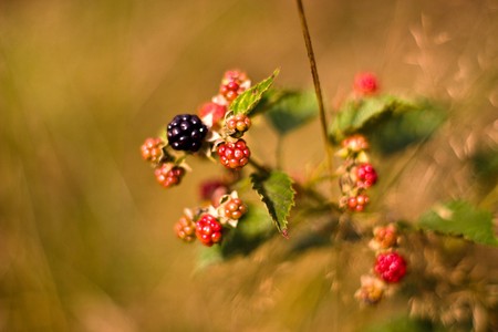 plants for natural background,
fluffy wild plant grouped in sunny day 
の写真素材