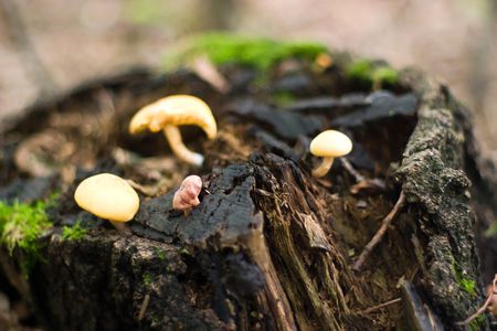 forest mushroom in moss after bir longtime rainの写真素材