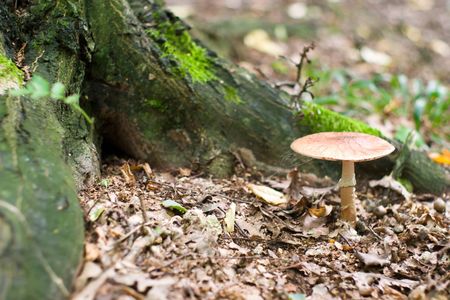 forest mushroom in moss after bir longtime rainの写真素材