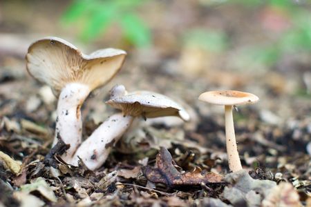 forest mushroom in moss after bir longtime rain