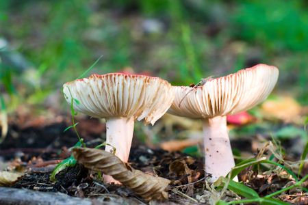 forest mushroom in moss after bir longtime rainの写真素材