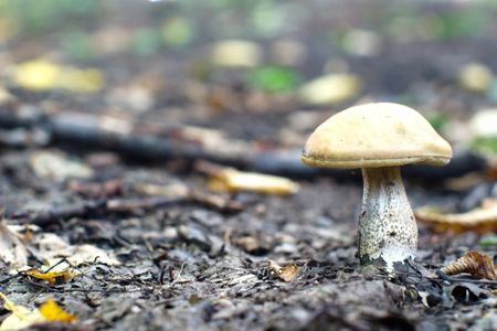 forest mushroom in moss after bir longtime rainの写真素材