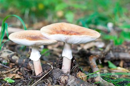 forest mushroom in moss after bir longtime rainの写真素材