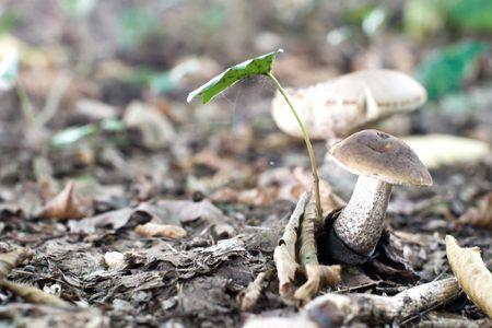 forest mushroom in moss after bir longtime rainの写真素材