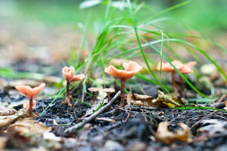 forest mushroom in moss after bir longtime rainの写真素材