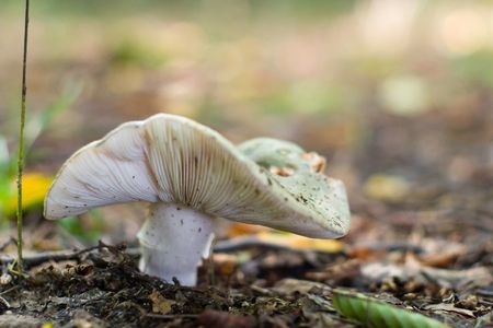 forest mushroom in moss after bir longtime rainの写真素材