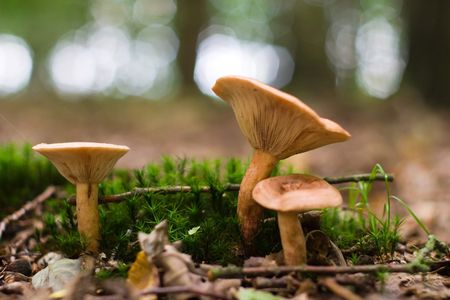 forest mushroom in moss after bir longtime rainの写真素材