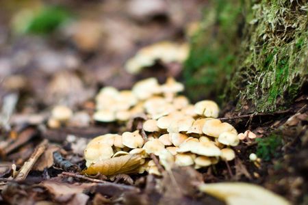 forest mushroom in moss after bir longtime rainの写真素材