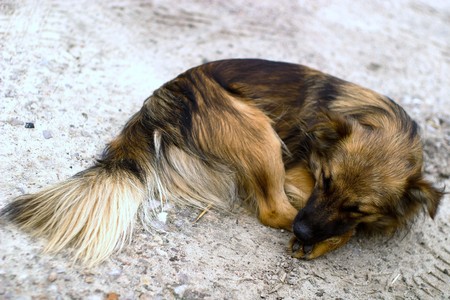 funny dog without name in sunny dayの写真素材