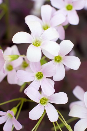 flowers on colorfull background - macro photoの写真素材
