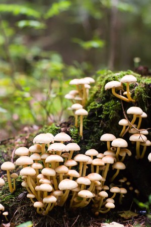 forest mushroom in moss after bir longtime rainの写真素材